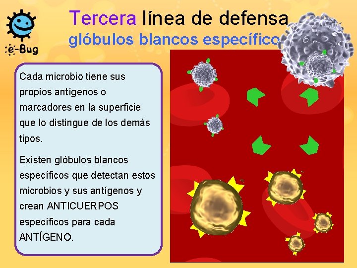 Tercera línea de defensa glóbulos blancos específicos Cada microbio tiene sus propios antígenos o