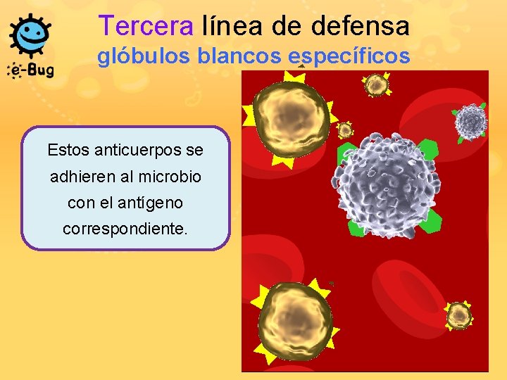 Tercera línea de defensa glóbulos blancos específicos Estos anticuerpos se adhieren al microbio con