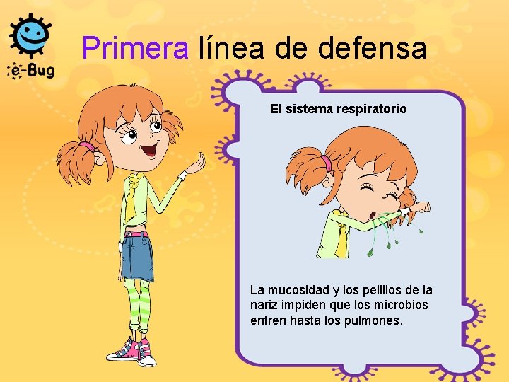 Primera línea de defensa El sistema respiratorio La mucosidad y los pelillos de la