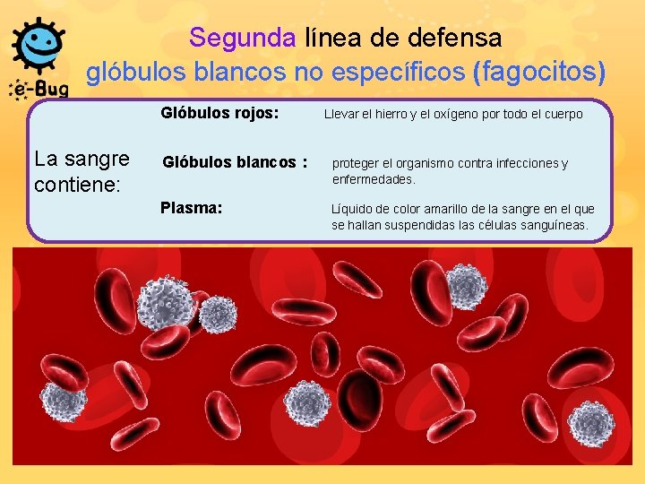 Segunda línea de defensa glóbulos blancos no específicos (fagocitos) Glóbulos rojos: La sangre contiene: