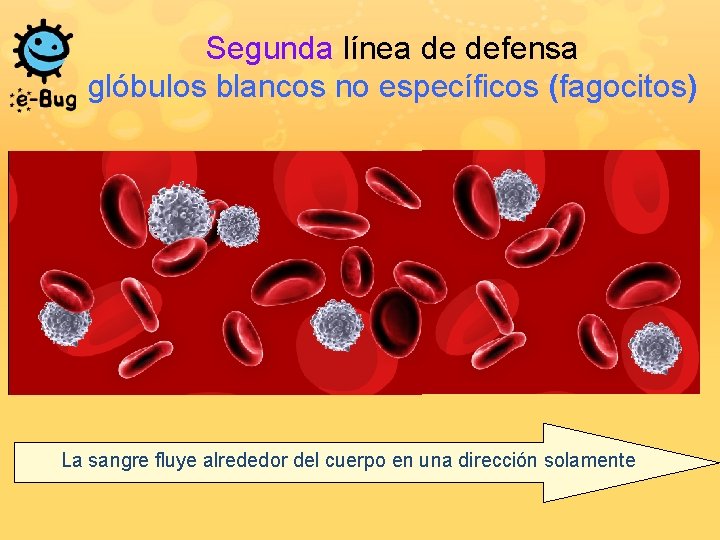 Segunda línea de defensa glóbulos blancos no específicos (fagocitos) La sangre fluye alrededor del