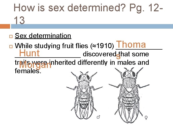 How is sex determined? Pg. 1213 Sex determination Thoma While studying fruit flies (≈1910)