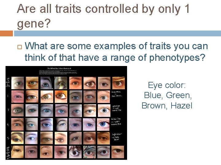 Are all traits controlled by only 1 gene? What are some examples of traits