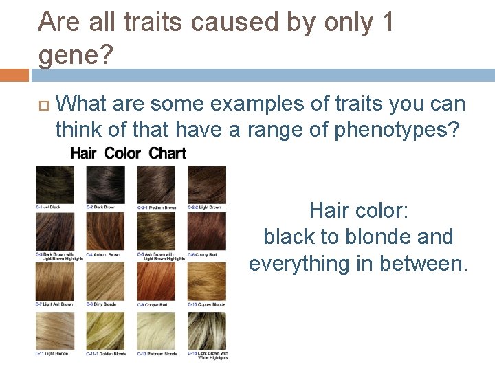 Are all traits caused by only 1 gene? What are some examples of traits