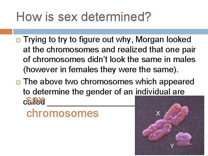 How is sex determined? Trying to try to figure out why, Morgan looked at