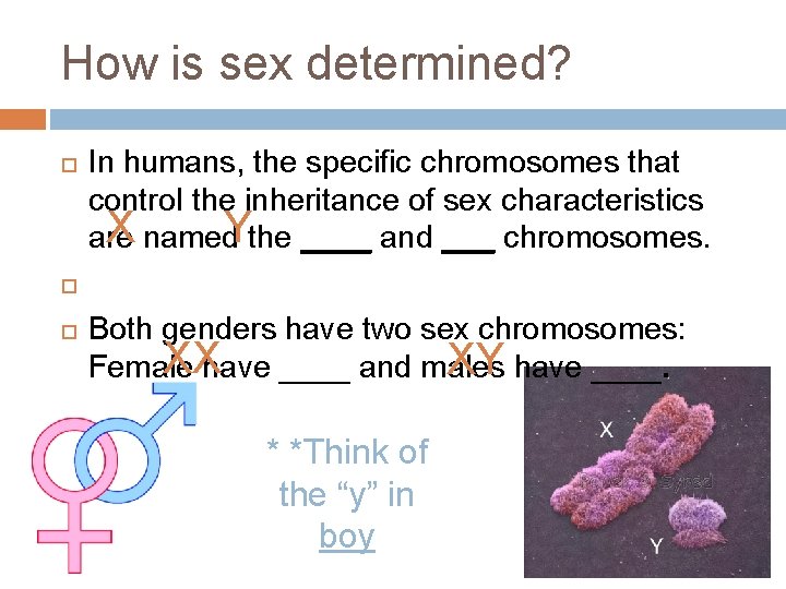 How is sex determined? In humans, the specific chromosomes that control the inheritance of