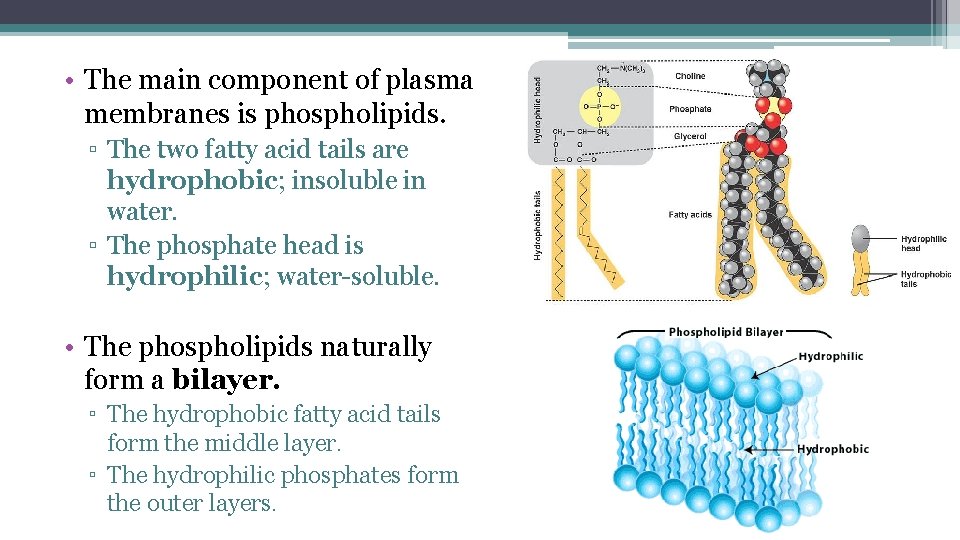  • The main component of plasma membranes is phospholipids. ▫ The two fatty