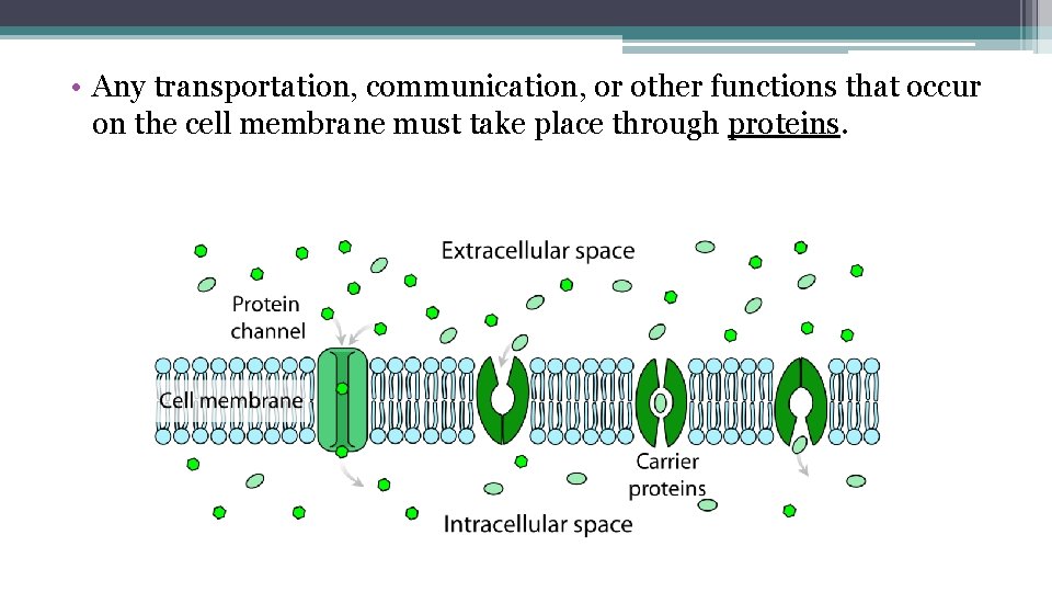  • Any transportation, communication, or other functions that occur on the cell membrane