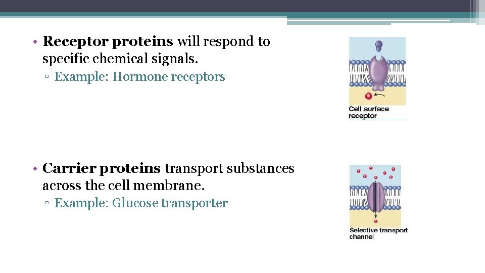  • Receptor proteins will respond to specific chemical signals. ▫ Example: Hormone receptors
