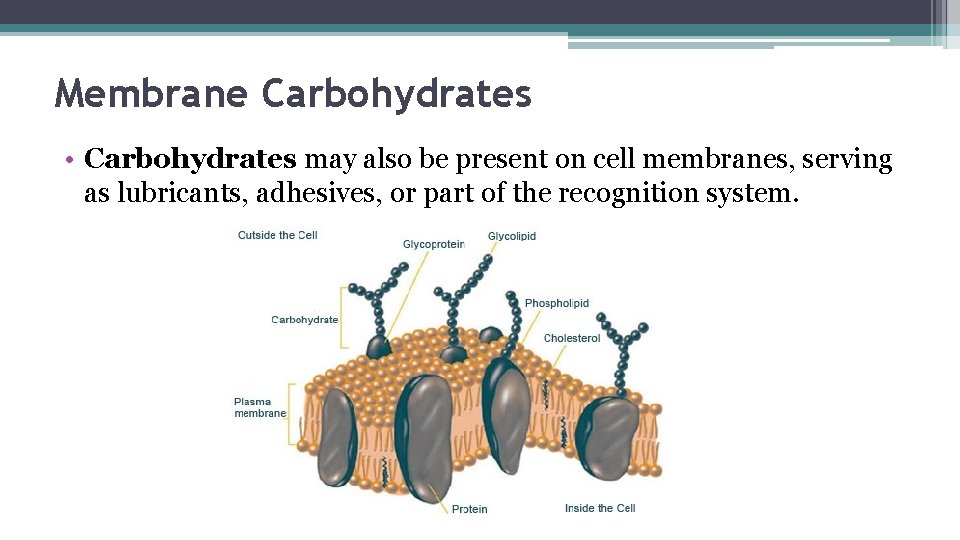 Membrane Carbohydrates • Carbohydrates may also be present on cell membranes, serving as lubricants,