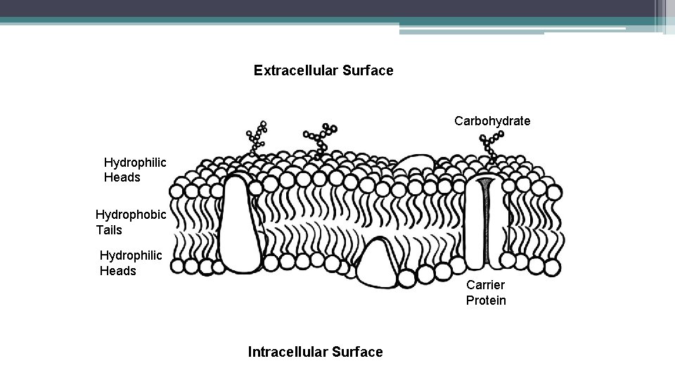 Extracellular Surface Carbohydrate Hydrophilic Heads Hydrophobic Tails Hydrophilic Heads Carrier Protein Intracellular Surface 