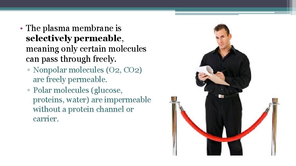  • The plasma membrane is selectively permeable, meaning only certain molecules can pass