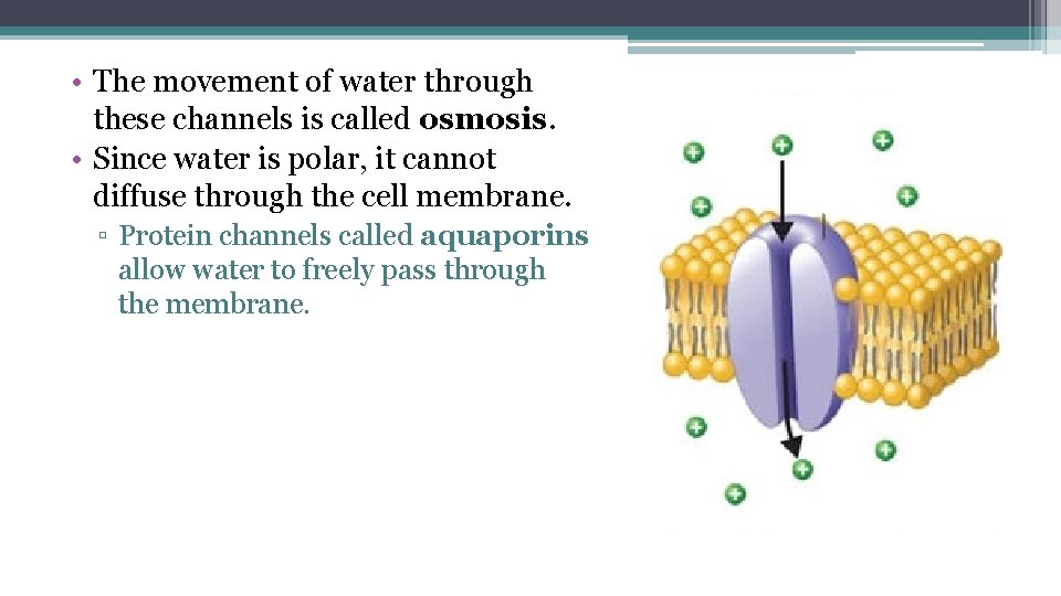  • The movement of water through these channels is called osmosis. • Since