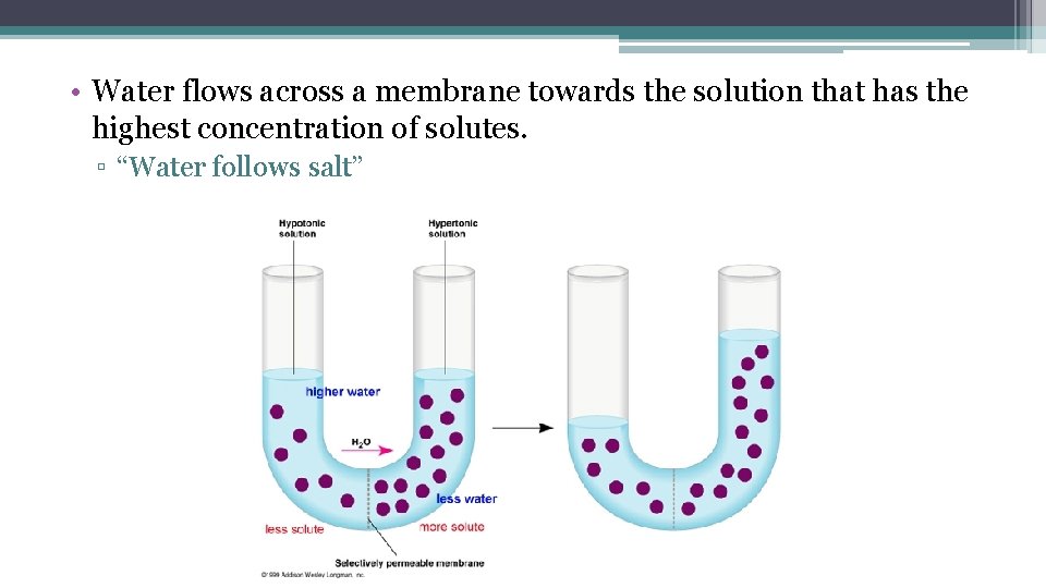  • Water flows across a membrane towards the solution that has the highest