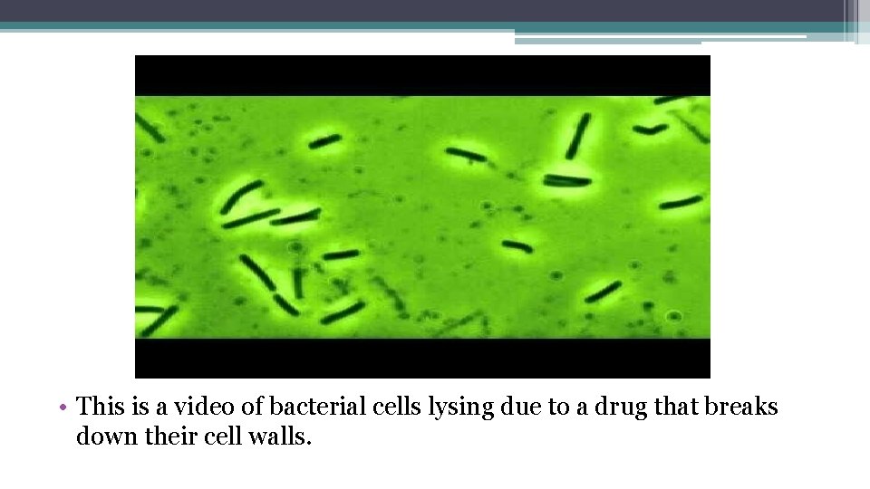  • This is a video of bacterial cells lysing due to a drug