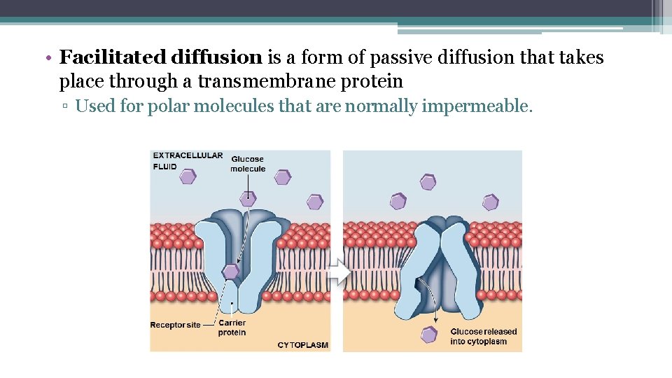  • Facilitated diffusion is a form of passive diffusion that takes place through