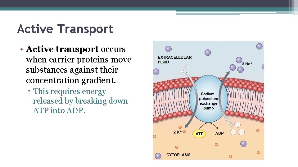 Active Transport • Active transport occurs when carrier proteins move substances against their concentration