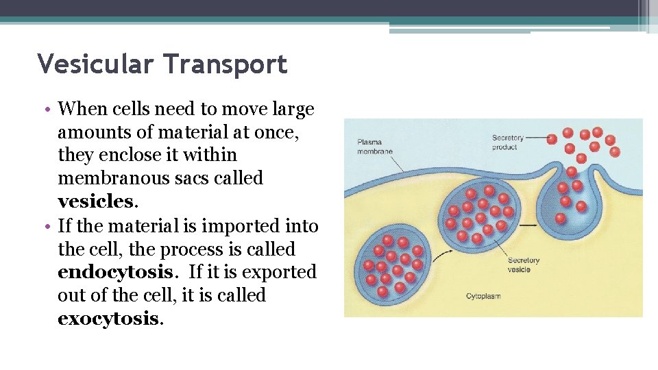 Vesicular Transport • When cells need to move large amounts of material at once,