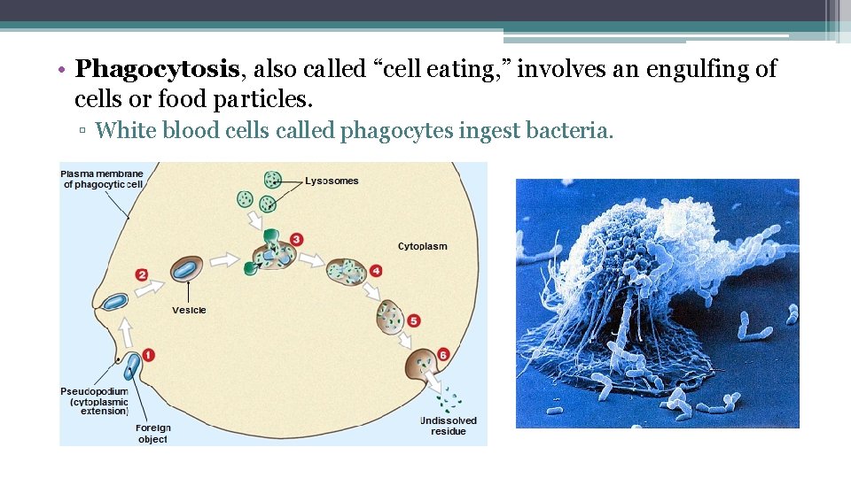  • Phagocytosis, also called “cell eating, ” involves an engulfing of cells or