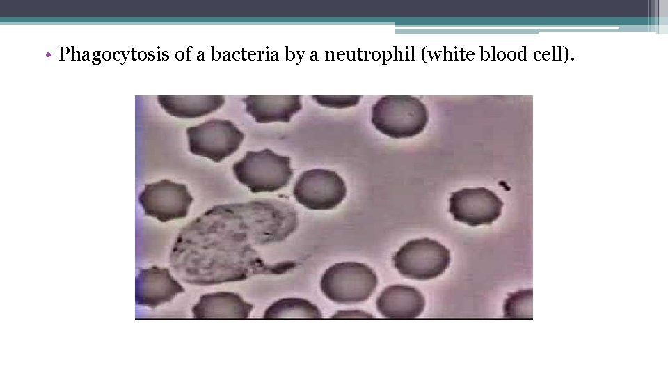  • Phagocytosis of a bacteria by a neutrophil (white blood cell). 