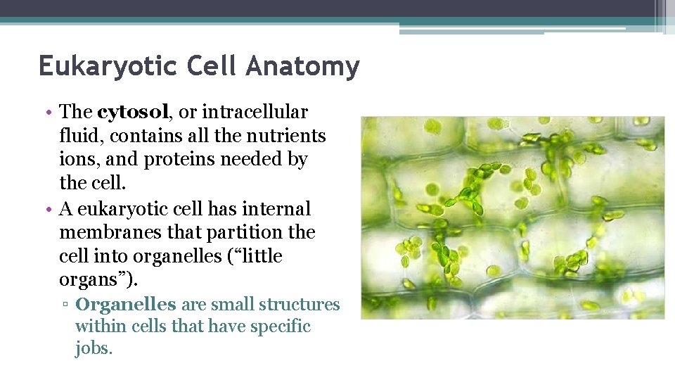 Eukaryotic Cell Anatomy • The cytosol, or intracellular fluid, contains all the nutrients ions,