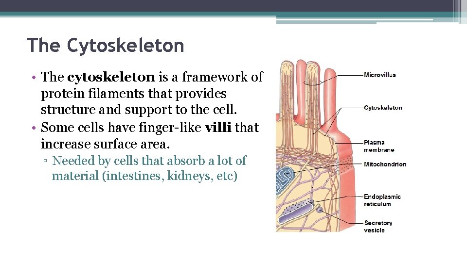 The Cytoskeleton • The cytoskeleton is a framework of protein filaments that provides structure