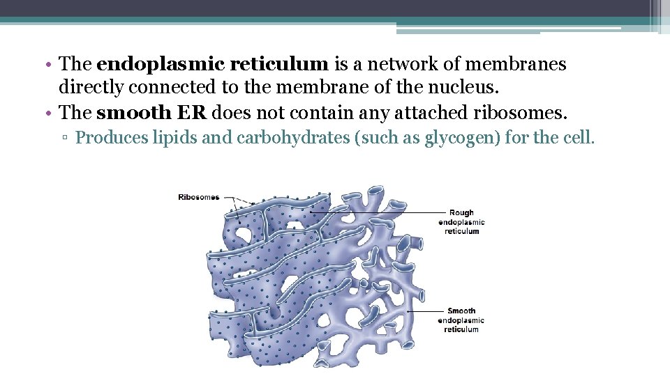  • The endoplasmic reticulum is a network of membranes directly connected to the