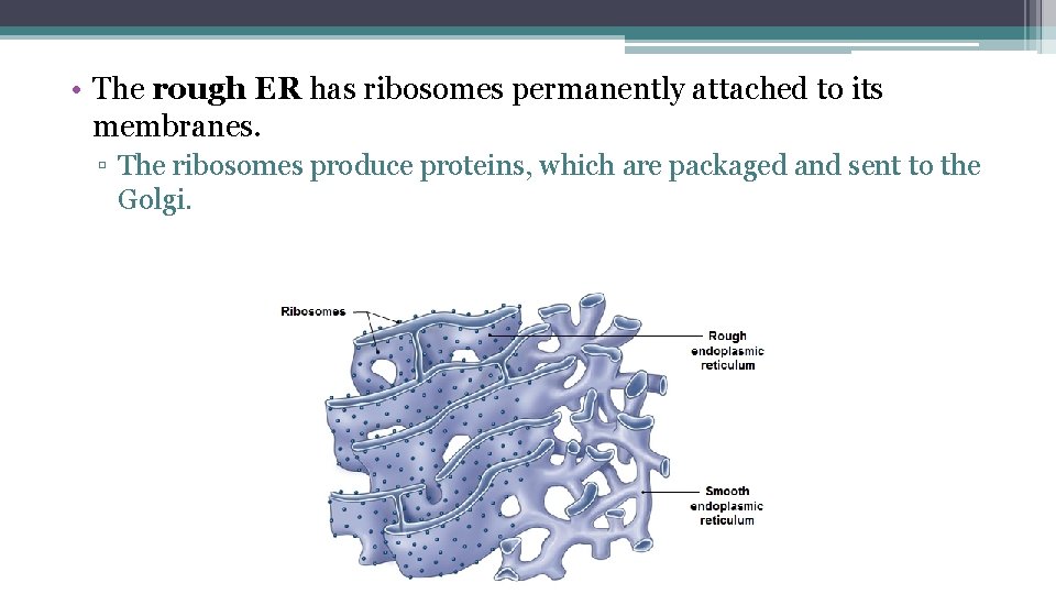  • The rough ER has ribosomes permanently attached to its membranes. ▫ The