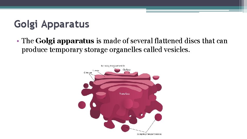 Golgi Apparatus • The Golgi apparatus is made of several flattened discs that can