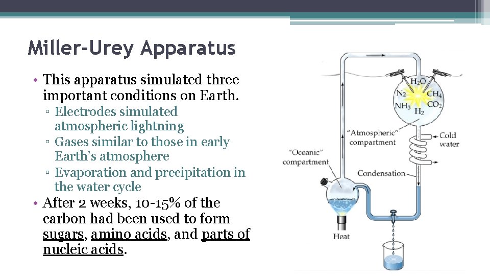 Miller-Urey Apparatus • This apparatus simulated three important conditions on Earth. ▫ Electrodes simulated