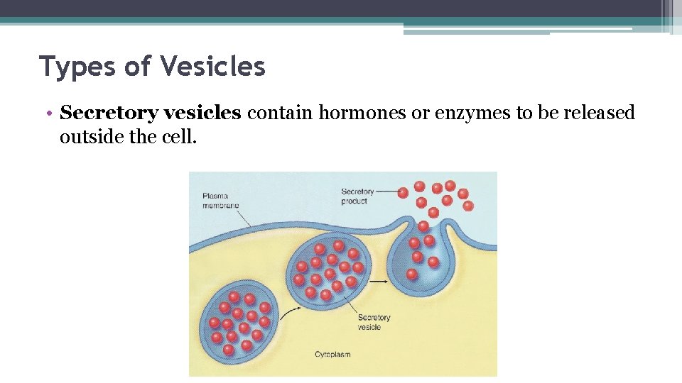Types of Vesicles • Secretory vesicles contain hormones or enzymes to be released outside