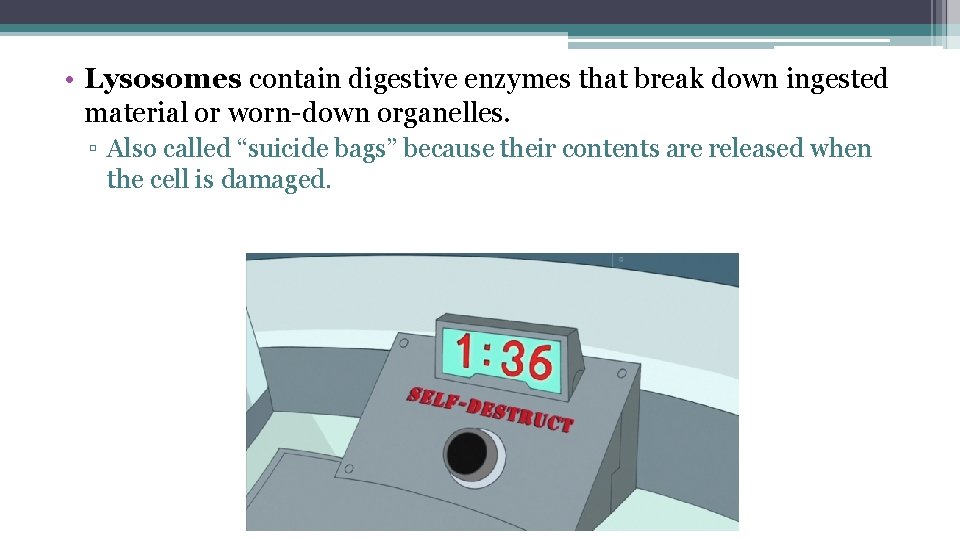  • Lysosomes contain digestive enzymes that break down ingested material or worn-down organelles.