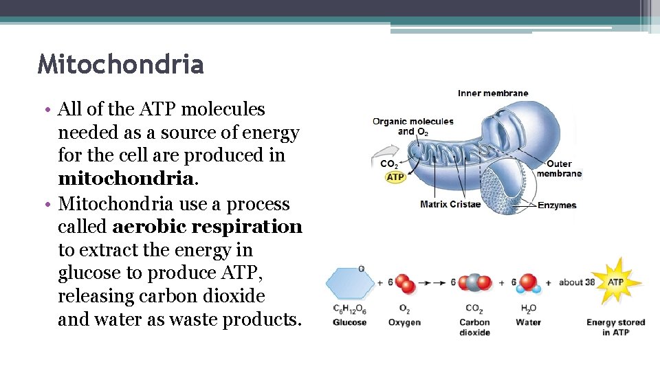 Mitochondria • All of the ATP molecules needed as a source of energy for