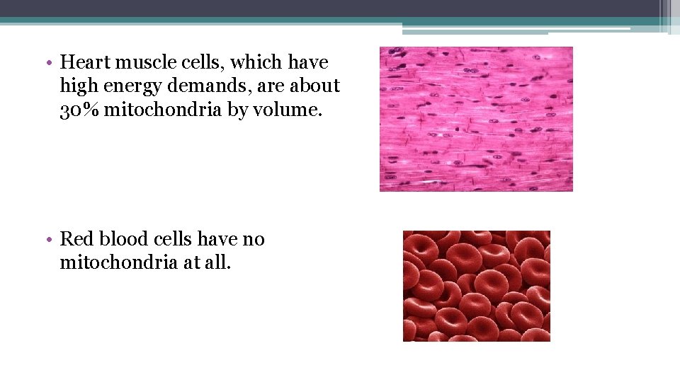  • Heart muscle cells, which have high energy demands, are about 30% mitochondria