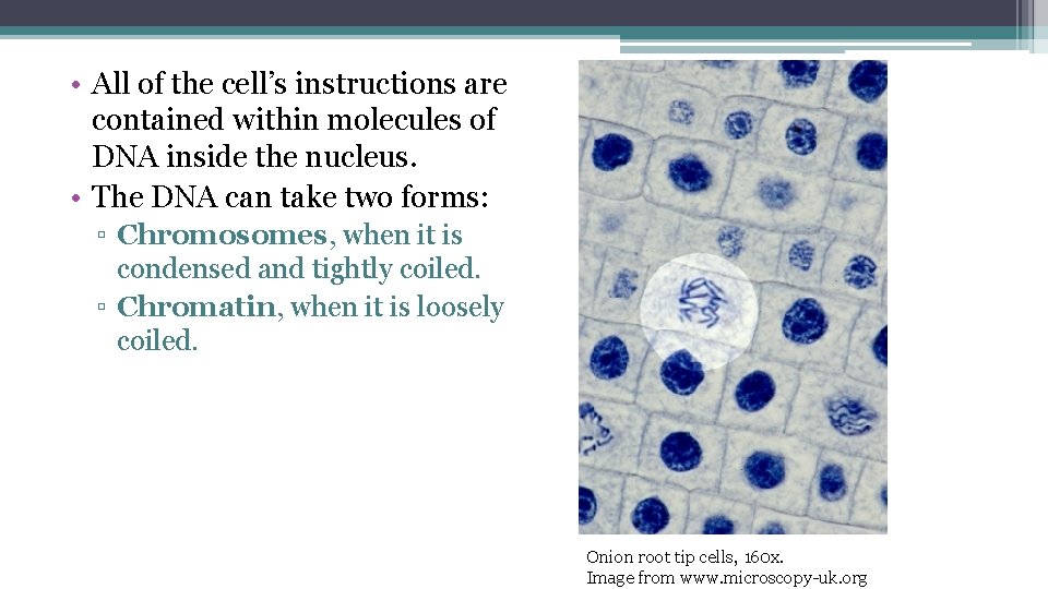  • All of the cell’s instructions are contained within molecules of DNA inside