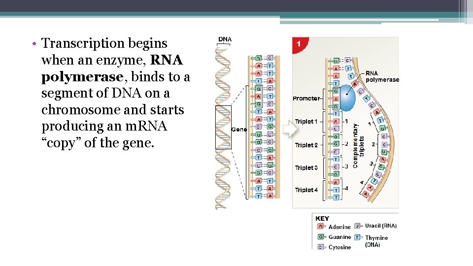  • Transcription begins when an enzyme, RNA polymerase, binds to a segment of