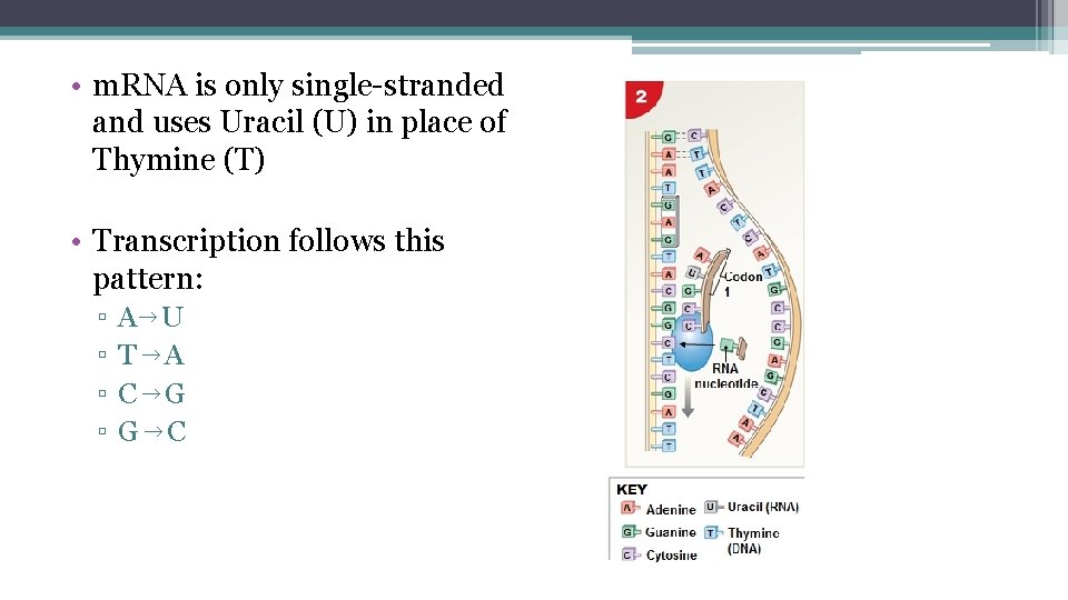  • m. RNA is only single-stranded and uses Uracil (U) in place of