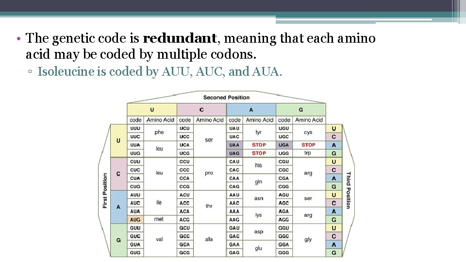  • The genetic code is redundant, meaning that each amino acid may be