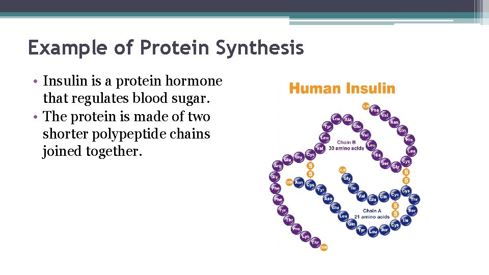 Example of Protein Synthesis • Insulin is a protein hormone that regulates blood sugar.