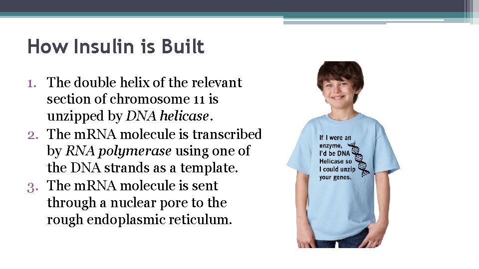 How Insulin is Built 1. The double helix of the relevant section of chromosome