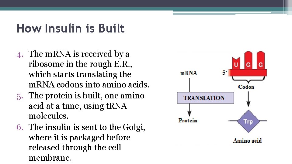 How Insulin is Built 4. The m. RNA is received by a ribosome in