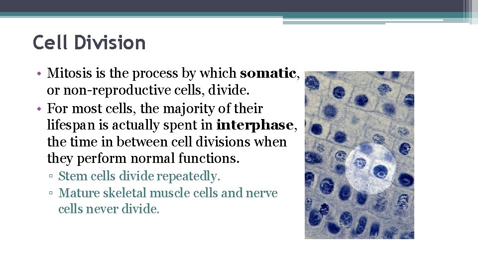 Cell Division • Mitosis is the process by which somatic, or non-reproductive cells, divide.