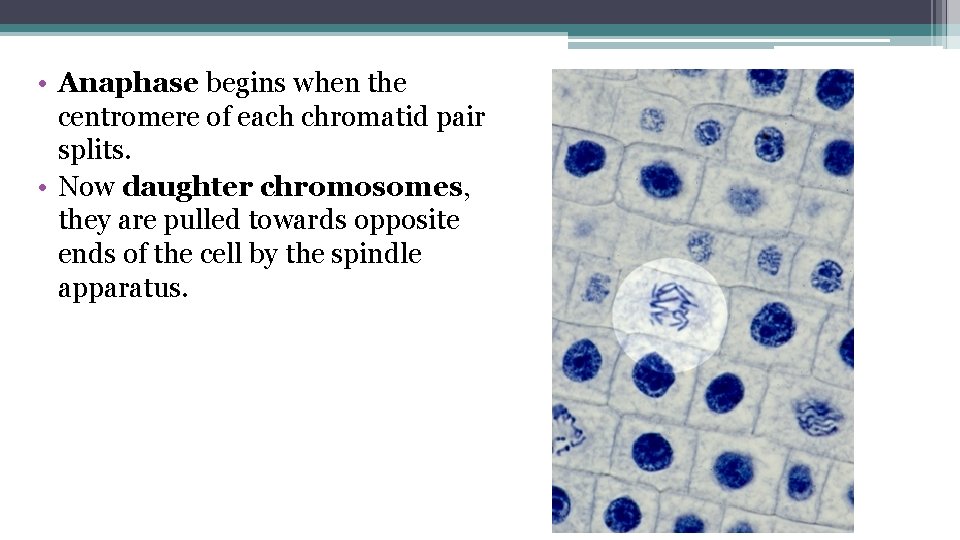  • Anaphase begins when the centromere of each chromatid pair splits. • Now