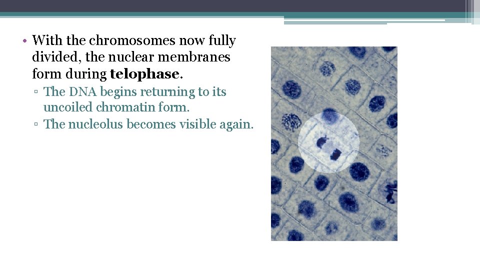  • With the chromosomes now fully divided, the nuclear membranes form during telophase.