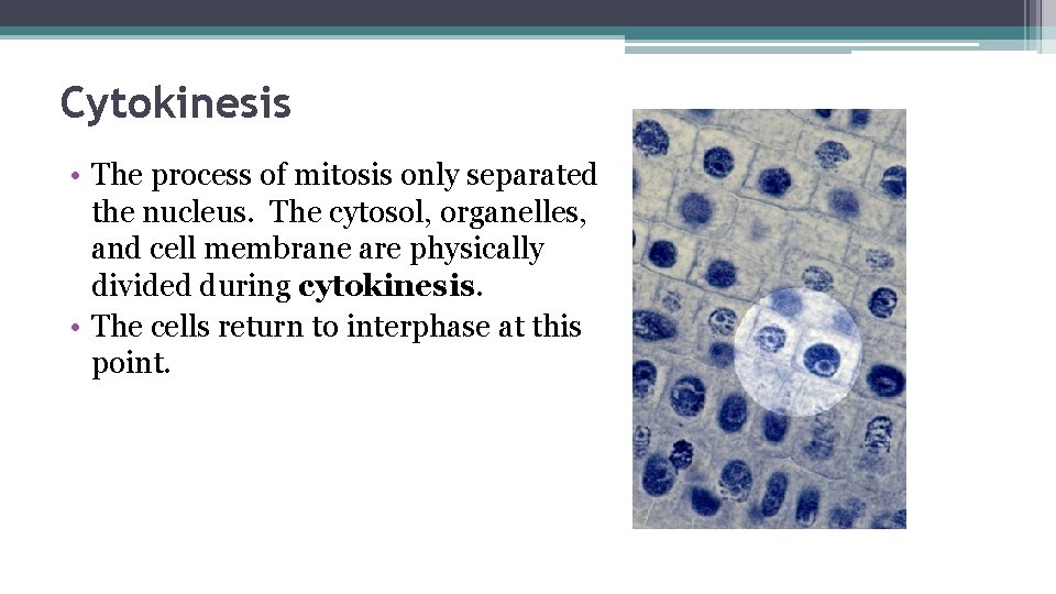 Cytokinesis • The process of mitosis only separated the nucleus. The cytosol, organelles, and