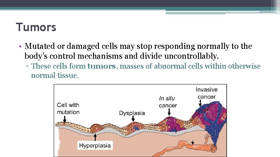 Tumors • Mutated or damaged cells may stop responding normally to the body’s control