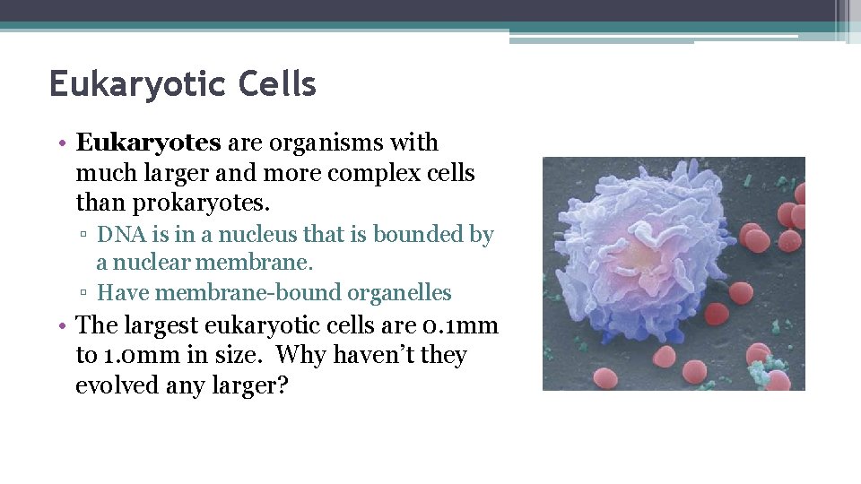 Eukaryotic Cells • Eukaryotes are organisms with much larger and more complex cells than