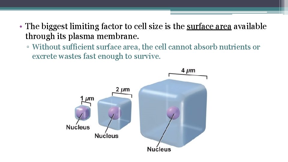  • The biggest limiting factor to cell size is the surface area available