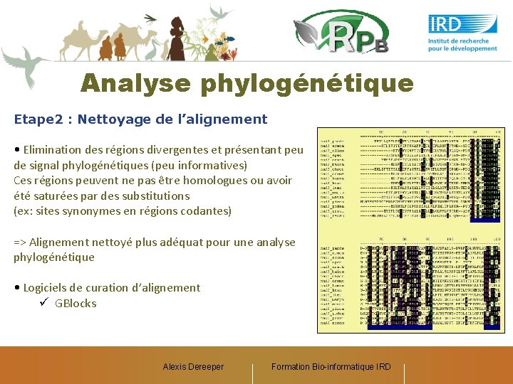 Analyse phylogénétique Etape 2 : Nettoyage de l’alignement • Elimination des régions divergentes et