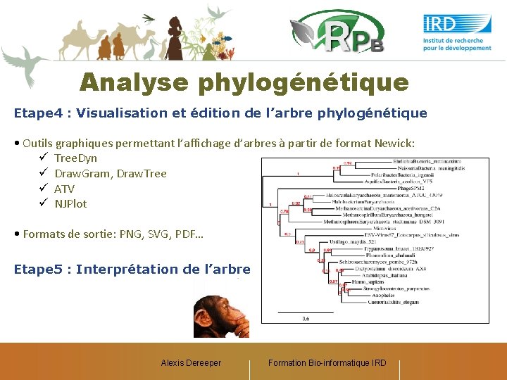 Analyse phylogénétique Etape 4 : Visualisation et édition de l’arbre phylogénétique • Outils graphiques